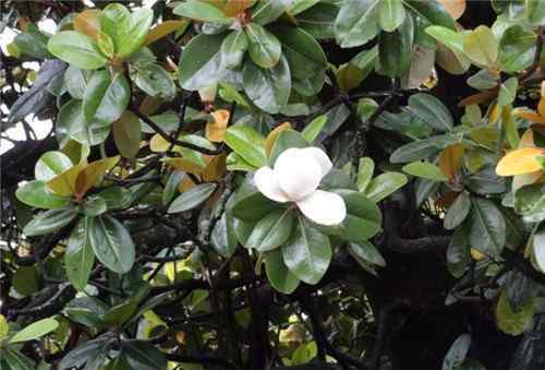 橡皮樹開花嗎 橡皮樹開花嗎 怎樣讓橡皮樹開花呢