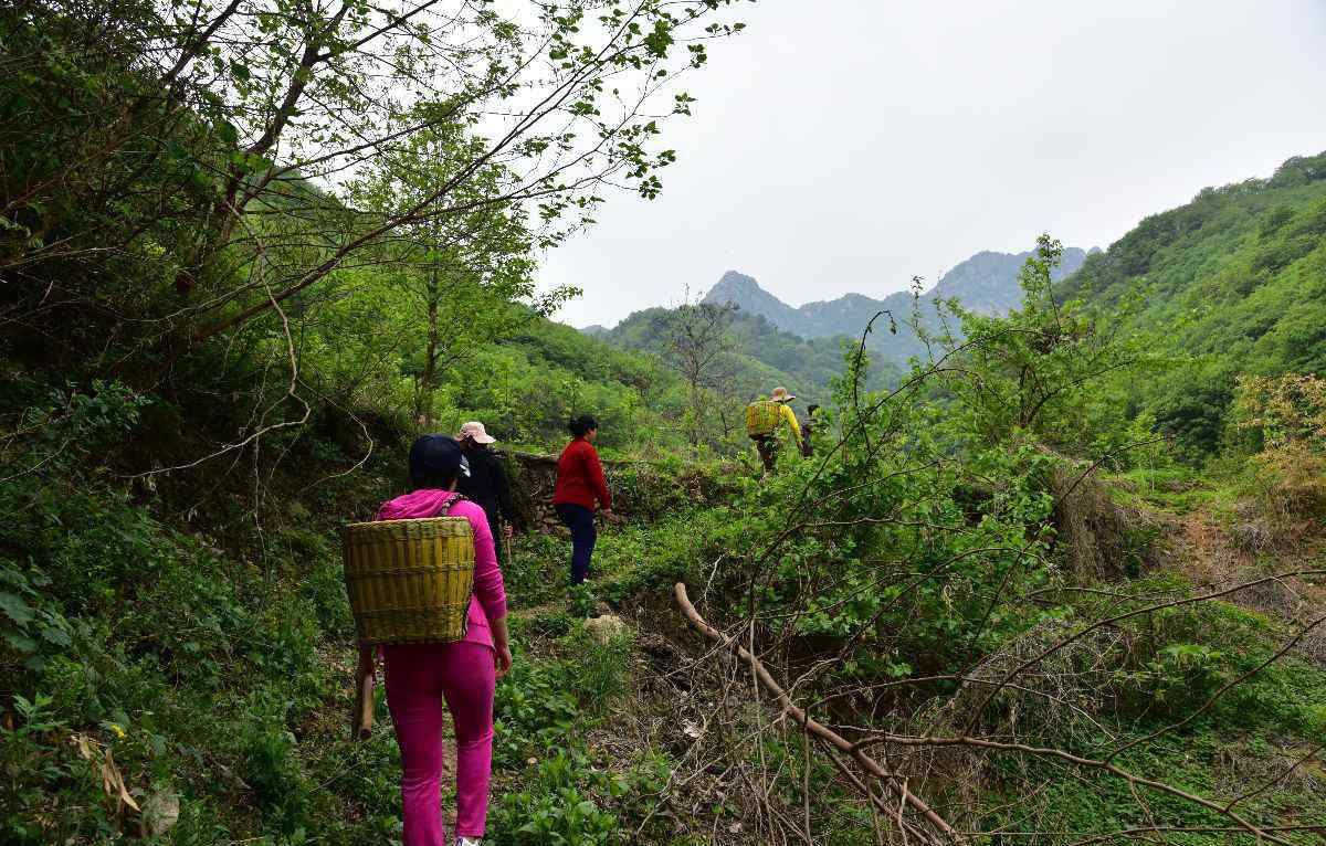 河南伏牛山 伏牛山采藥