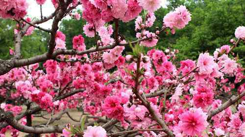 桃花什么時候開 桃花什么時候開  喝桃花茶有哪些好處