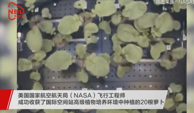 NASA收獲史上首批太空蘿卜 明年將送回地球 網(wǎng)友好奇：啥味兒啊？