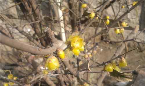 臘梅種子種植方法 臘梅種子怎么種 臘梅種子種植的四大養(yǎng)護(hù)要點(diǎn)