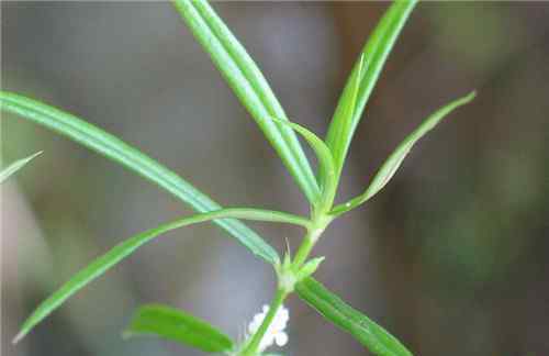 白花蛇舌草價(jià)格 白花蛇舌草價(jià)格貴不貴 白花蛇舌草可以泡水喝嗎