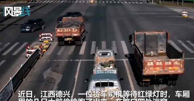 貨車等紅綠燈大鵝乘機(jī)逃跑 司機(jī)車流中抓鵝 交警：檢查綁好貨物防掉落