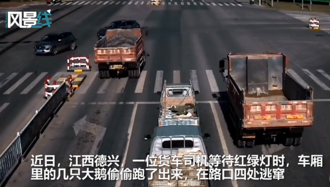 貨車等紅綠燈大鵝乘機逃跑 司機車流中抓鵝 交警：檢查綁好貨物防掉落