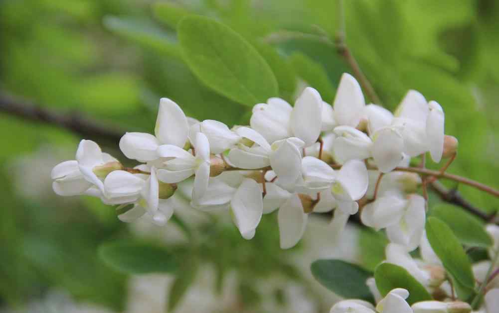 槐樹(shù)花能吃嗎 槐樹(shù)花能吃嗎 槐樹(shù)花有毒嗎