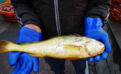 大黃魚(yú)價(jià)格 大黃魚(yú)價(jià)格2017 野生黃花魚(yú)有哪些營(yíng)養(yǎng)價(jià)值