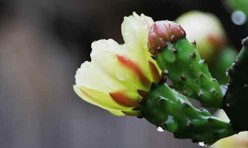 仙人掌能吃嗎 仙人掌花能吃嗎  仙人掌有哪些用處