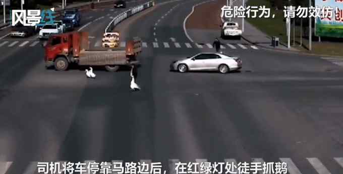 貨車等紅綠燈大鵝乘機(jī)逃跑 司機(jī)車流中抓鵝 交警：檢查綁好貨物防掉落