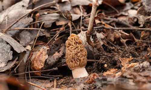 豫煙名揚天下價格多少 野生珍貴菌羊肚菌種子市場價格多少錢一斤?種子哪里有賣?種一畝大約能賺多少錢?