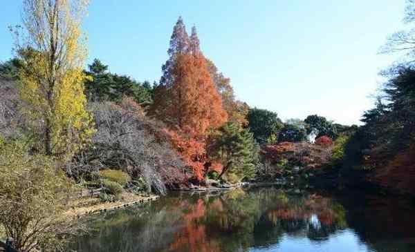 東御苑 東京賞楓葉的地方2019推薦