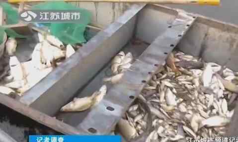 萬(wàn)畝魚(yú)蟹死絕 洪澤湖水面變黑萬(wàn)畝魚(yú)蟹死絕 大量死魚(yú)漫上岸堤