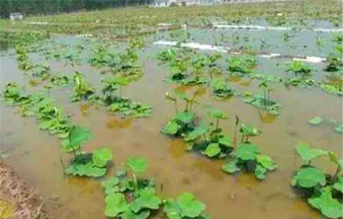 怎樣種植蓮藕 旱地怎么種植蓮藕？栽培技術(shù)與注意事項(xiàng)有哪些？種植成本是多少？