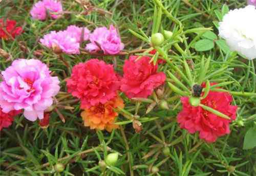 太陽花的花語 太陽花的花語大全 太陽花要怎么種