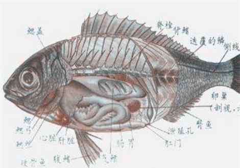 魚(yú)有沒(méi)有心臟 水里面的魚(yú)有心臟嗎？它的心臟可以吃嗎？附最全魚(yú)的種類(lèi)及名稱(chēng)