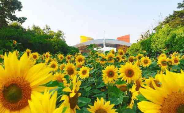 向日葵花期 2019廣州向日葵在哪里+花期+門票