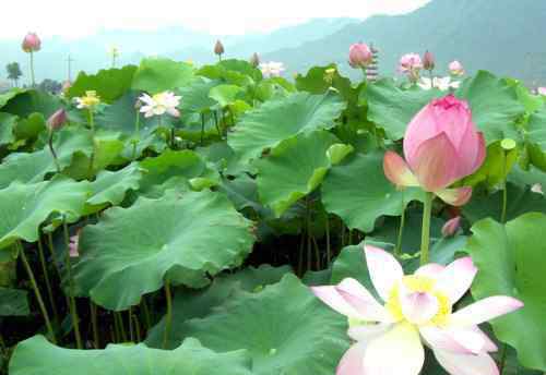 蓮花圖片 蓮花圖片大全欣賞 蓮花的基本信息介紹