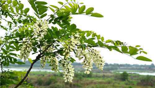 槐花什么時候開 槐花樹怎么種植 槐花什么時候開