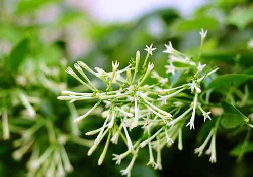 夜來香花圖片 夜來香花圖片及功效   夜來香什么時(shí)候開花