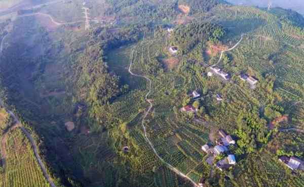 貴妃棗 萬畝貴妃棗基地在哪-采摘費用是多少