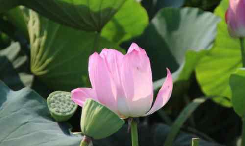 蓮花圖片 蓮花圖片大全欣賞 蓮花的基本信息介紹