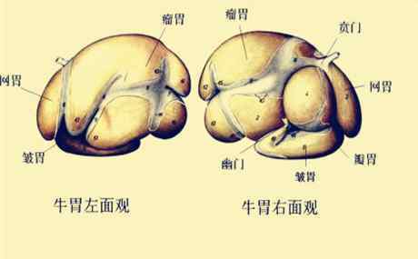 牛有四個(gè)胃分別叫什么 一頭牛一般有多少個(gè)胃？分別都有什么功能？哪個(gè)是毛肚？這些常識你們都知道嗎？