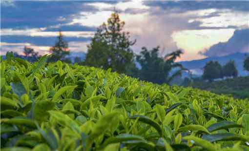 紅茶和綠茶能一起喝嗎 紅茶和綠茶的區(qū)別有哪些？能一起喝嗎？減肥效果哪個好？