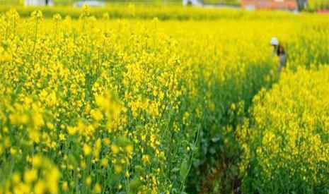 英德油菜花 2019廣東周邊賞油菜花的地方