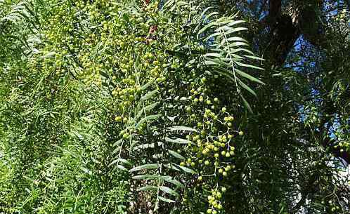 野花椒葉 蕓香科植物野花椒能吃嗎?市場(chǎng)價(jià)格多少錢一斤?有什么功效和作用?