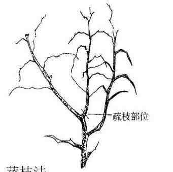 樹木修剪技術(shù)圖解 【種植攻略】棗樹一般什么時(shí)候修剪？教你這8種修剪技術(shù)！