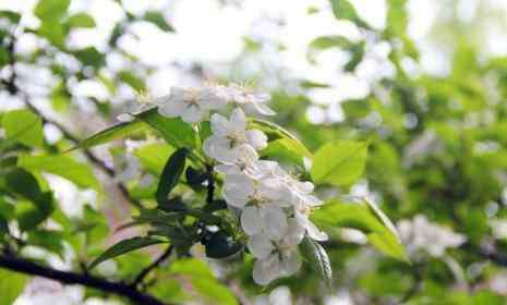 梨花幾月開 北京梨花幾月開 北京哪里有梨花