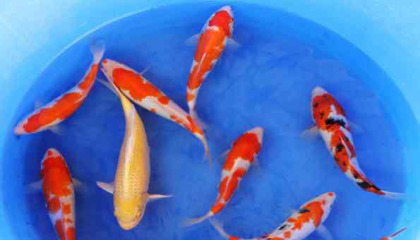 錦鯉的飼養(yǎng)方法 錦鯉魚怎么養(yǎng)不容易死 養(yǎng)魚的正確方法是怎樣的