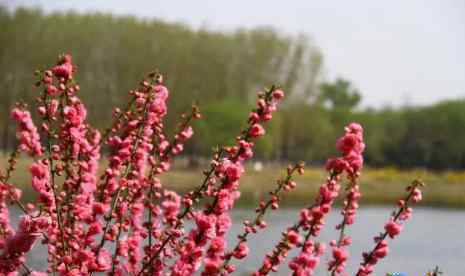 運(yùn)河森林公園 北京大運(yùn)河森林公園里面有哪些花 北京大運(yùn)河森林公園要門票嗎