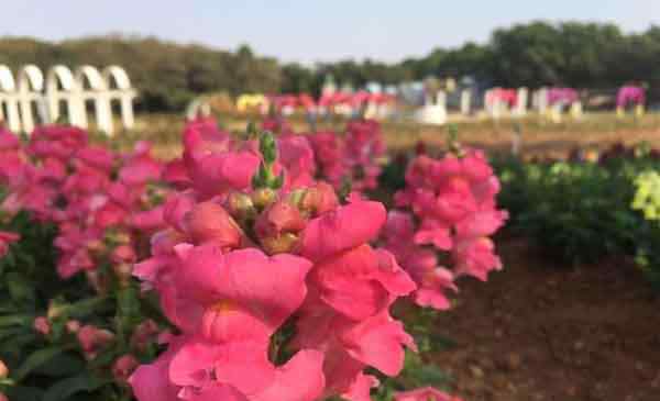 東莞夢幻百花洲 東莞夢幻百花洲地址 賞花時間