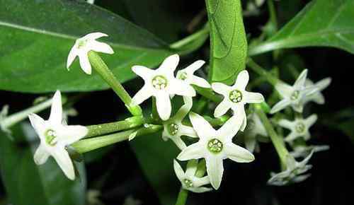 夜來香花圖片 夜來香花圖片及功效   夜來香什么時(shí)候開花