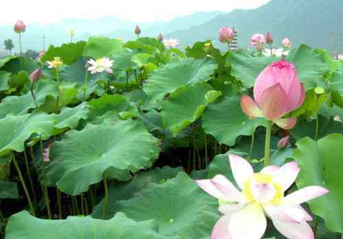 蓮花圖片 蓮花圖片大全欣賞 蓮花的基本信息介紹