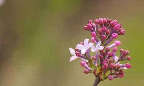 丁香花什么時(shí)候開(kāi)花 法源寺丁香花什么時(shí)候開(kāi) 2019北京看丁香花的地方