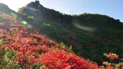 杜鵑紅了 重慶南岸區(qū)放牛村杜鵑花觀賞攻略