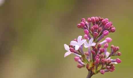 丁香花什么時(shí)候開花 法源寺丁香花什么時(shí)候開 2019北京看丁香花的地方