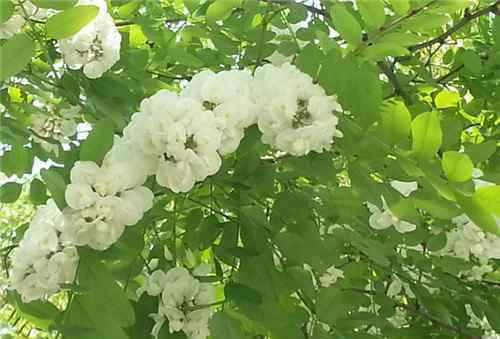 槐花什么時候開 槐花樹怎么種植 槐花什么時候開