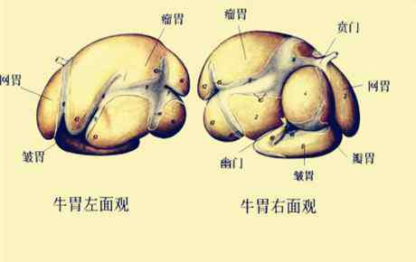 牛有四個(gè)胃分別叫什么 一頭牛一般有多少個(gè)胃？分別都有什么功能？哪個(gè)是毛肚？這些常識(shí)你們都知道嗎？