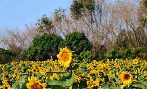 東莞夢幻百花洲 東莞夢幻百花洲地址 賞花時間