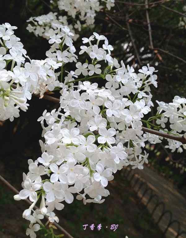 丁香花什么時(shí)候開花 法源寺丁香花什么時(shí)候開 2019北京看丁香花的地方