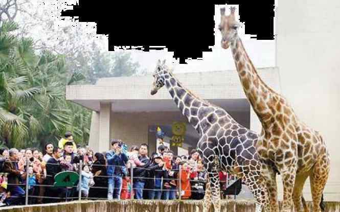 重慶動(dòng)物 2019重慶動(dòng)物園開放時(shí)間+門票價(jià)格+優(yōu)惠政策