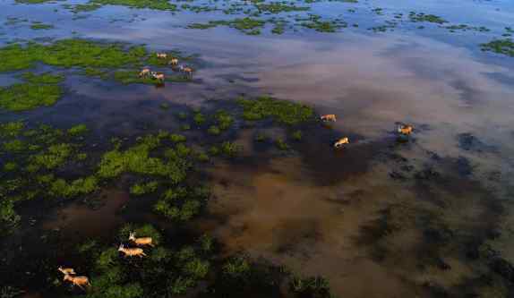 中國世界遺產(chǎn)名單 黃海候鳥棲息地申遺成功 2019中國世界遺產(chǎn)名單