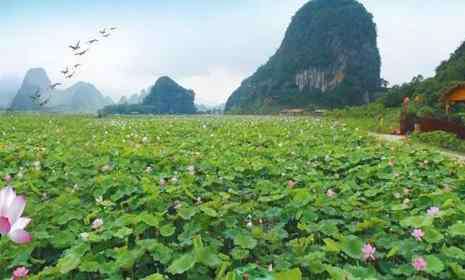 九龍峰 2019英德九龍峰林小鎮(zhèn)荷花節(jié)活動攻略