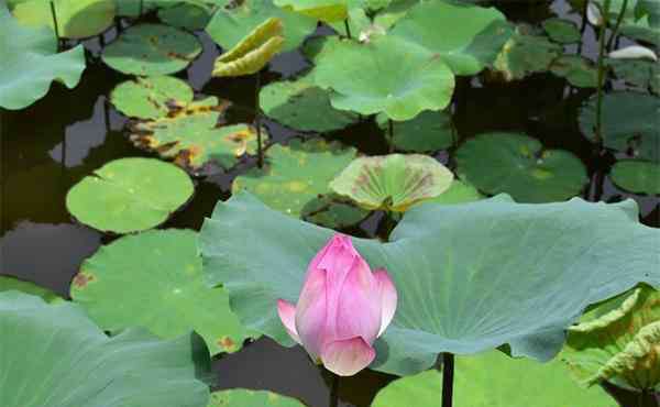 三水森林公園好玩嗎 佛山三水有什么好玩的 三水熱門景點游玩攻略