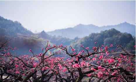 禮泉桃花節(jié) 西安賞桃花的地方有哪些