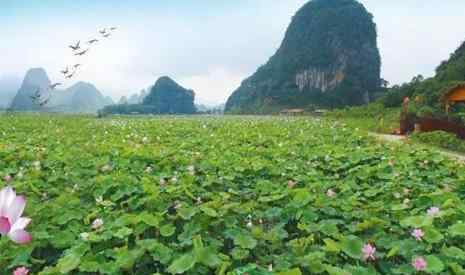 九龍峰 2019英德九龍峰林小鎮(zhèn)荷花節(jié)活動攻略