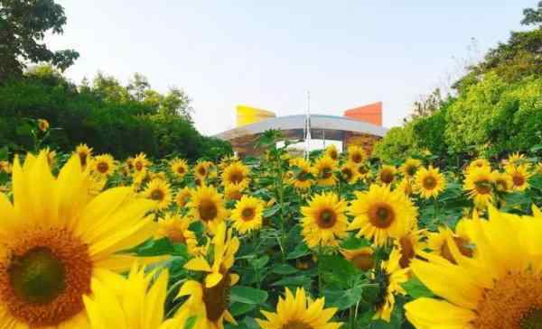 向日葵花期 2019廣州向日葵在哪里+花期+門票