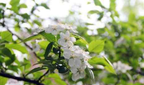 梨花幾月開 北京梨花幾月開 北京哪里有梨花